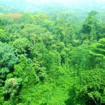 La forêt où passe le train