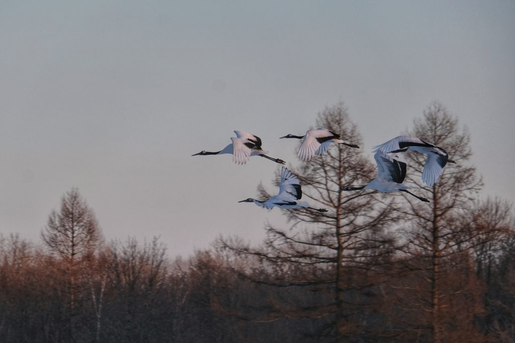 Des grues volent au dessus du sanctuaire de Tsurui