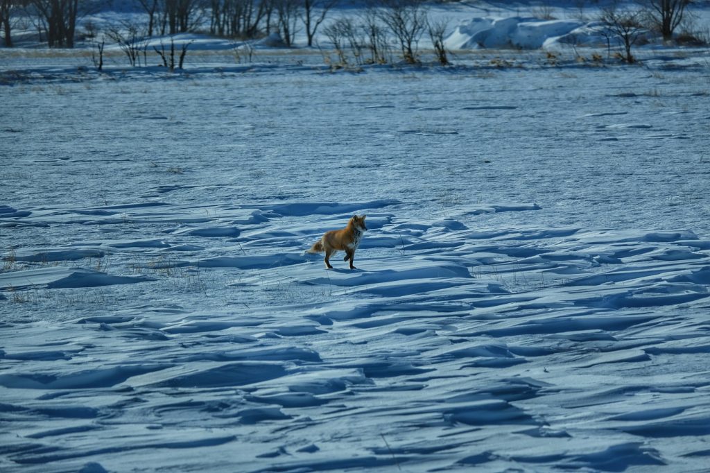 Un renard alerte dans un champ enneigé