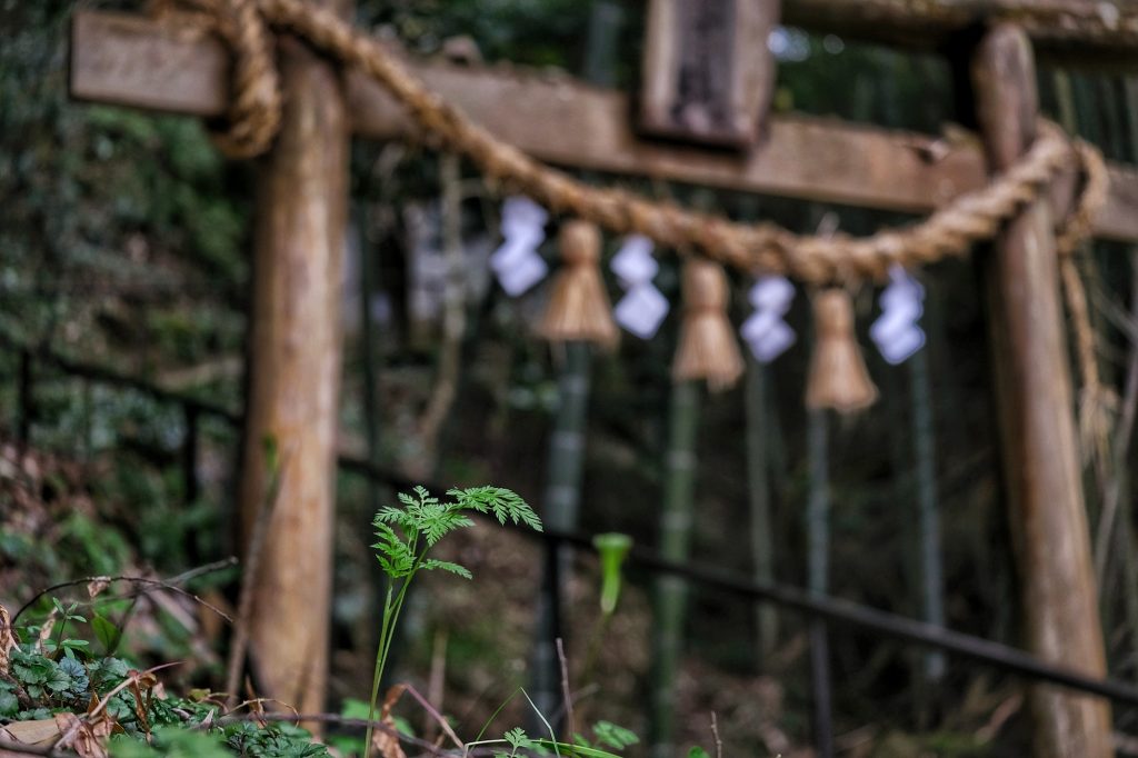 Une fougère devant le torii du sanctuaire Hiyoshi à Usuki